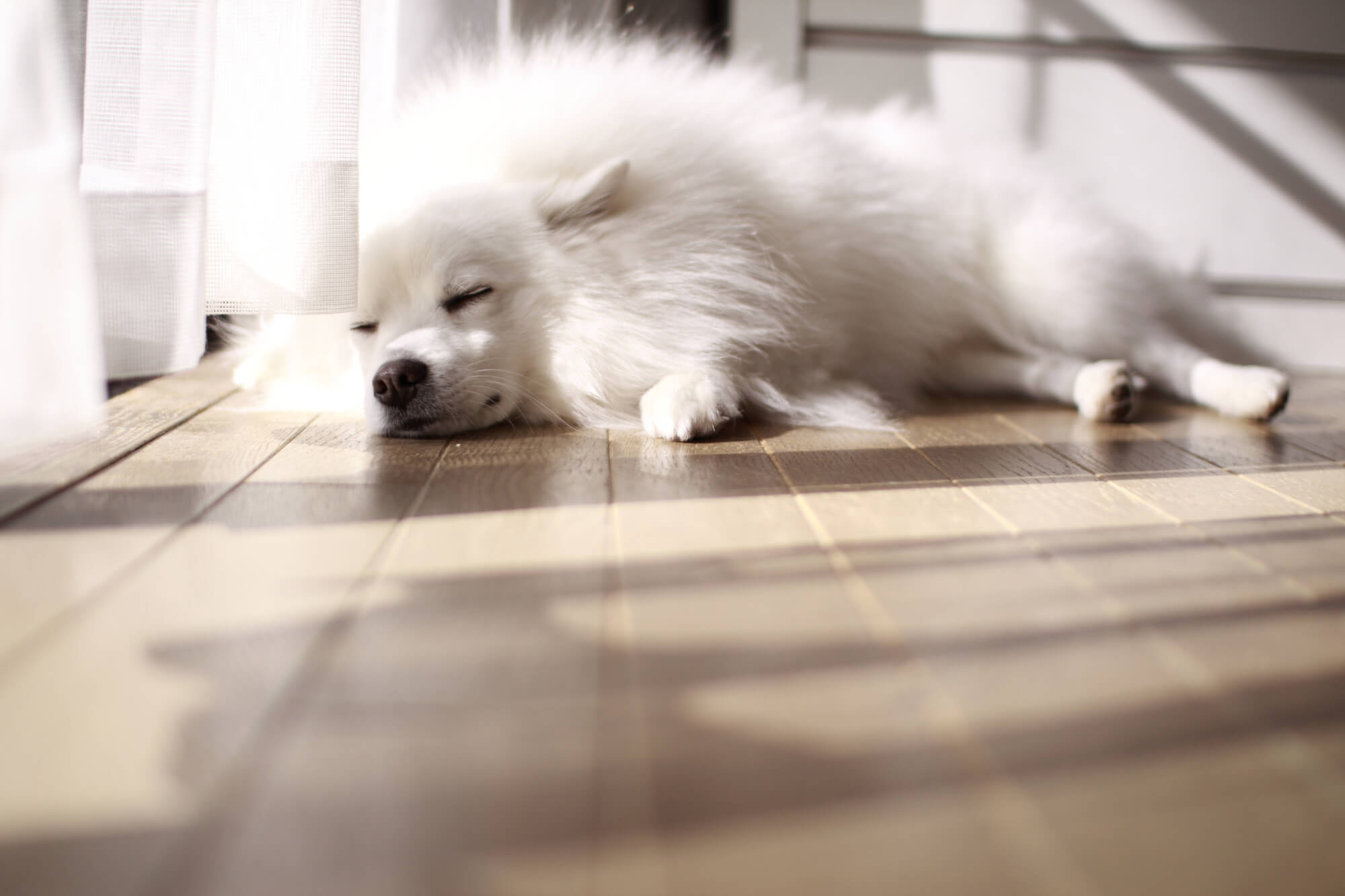 スピッツの寿命・かかりやすい病気